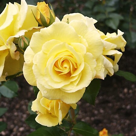 3241758_ruza_friesia_03