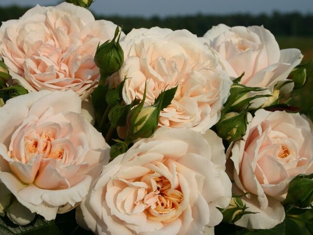 3221778_ruza_lions-rose_01