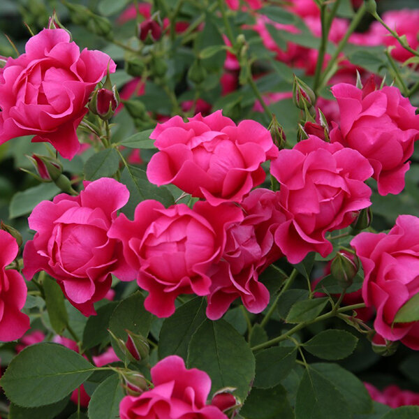 3212595_ruza_pink_forest_rose_01