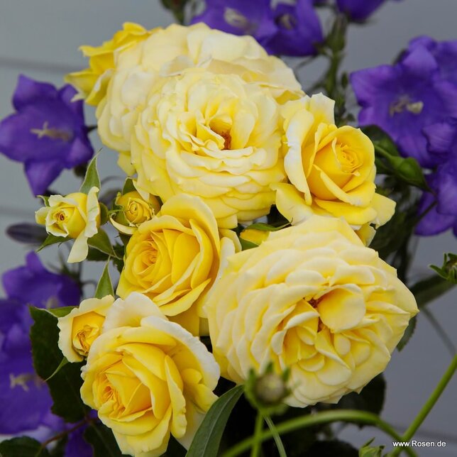 3253279_ruza_sunmaid_01