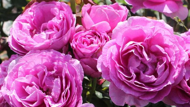 3251746_ruza_carmen_wurth_01