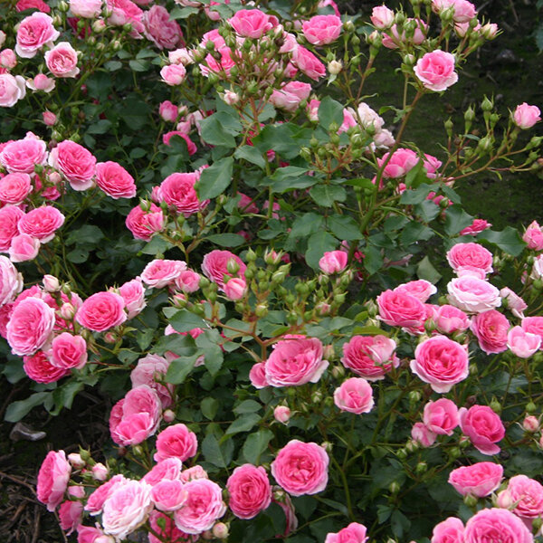 3252596_ruza_amica_01