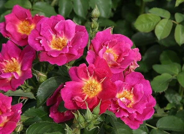 9251824_ruza_weg_der_sinne_02