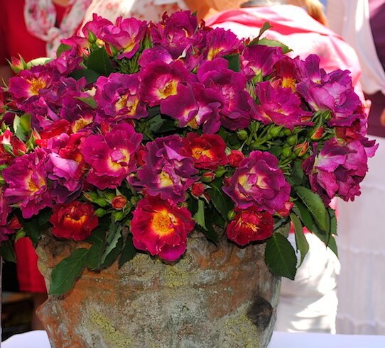 9251824_ruza_weg_der_sinne_03