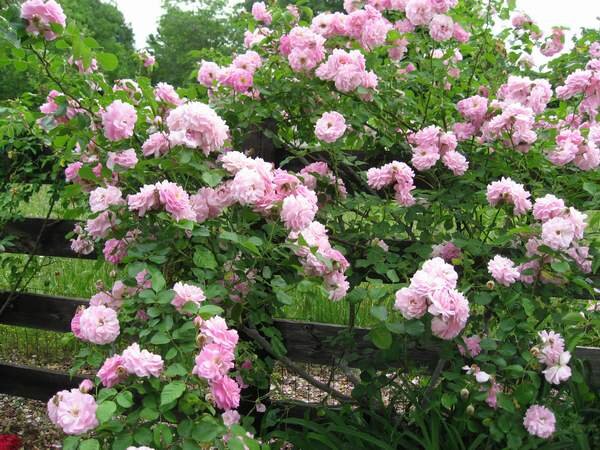 3251985_ruza_lavender_siluetta_03