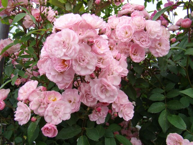 3251985_ruza_lavender_siluetta_04