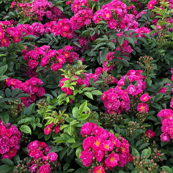 3254161_ruza_perfumy_siluetta_01