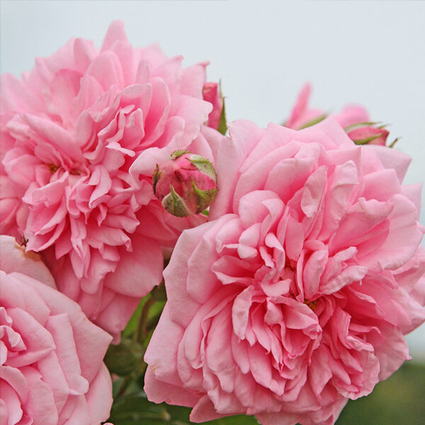 10251821_ruza_sweet_laguna_01