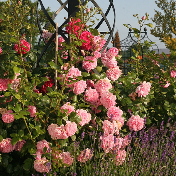 10251821_ruza_sweet_laguna_02