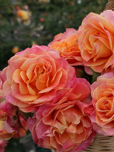 3253273_ruza_better_times_01