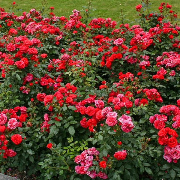 3254162_ruza_cherry_girl_01