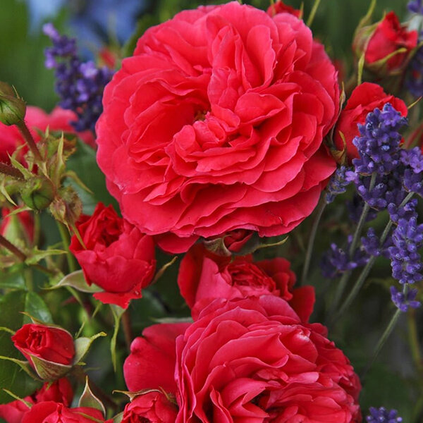 3254162_ruza_cherry_girl_02