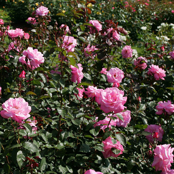 4211751_ruza_eliza_01