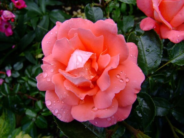 3211766_ruza_hamburger_deern_02