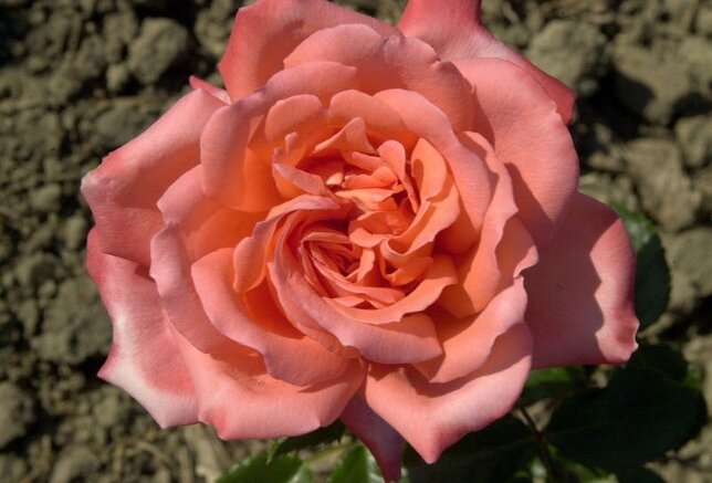 3211766_ruza_hamburger_deern_03