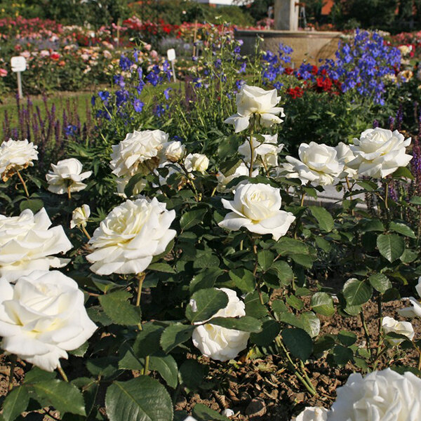 3222853_ruza_memoire_01