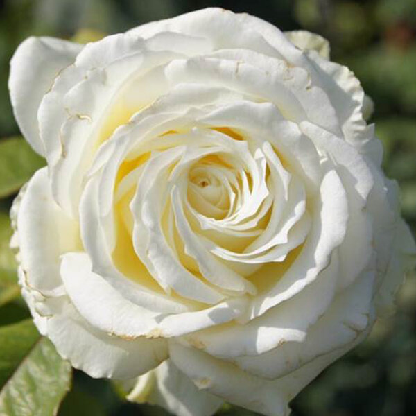 3222853_ruza_memoire_02