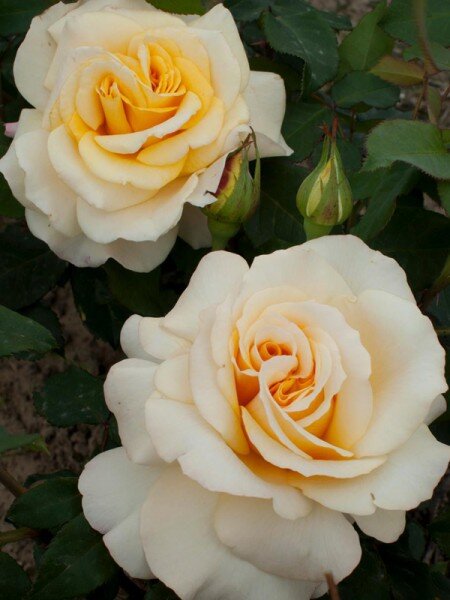 3201819_ruza_sunny_sky_03