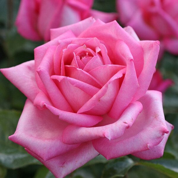 9251823_ruza_wedding_bells_01