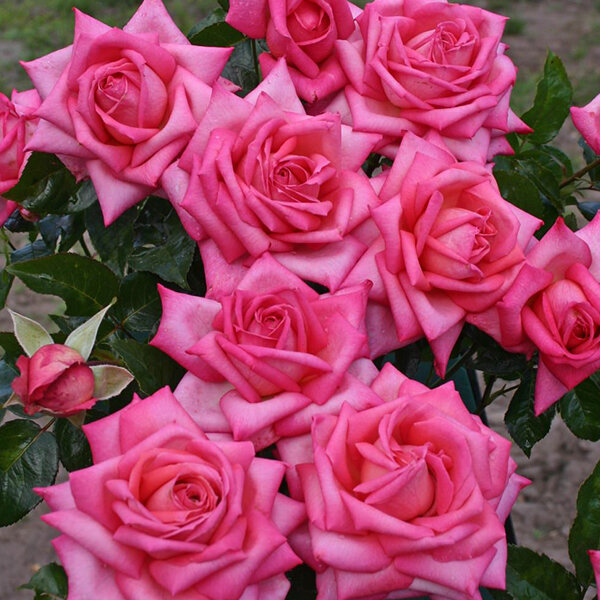 9251823_ruza_wedding_bells_02