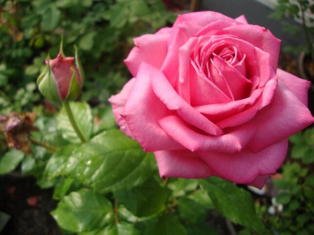 9251823_ruza_wedding_bells_03