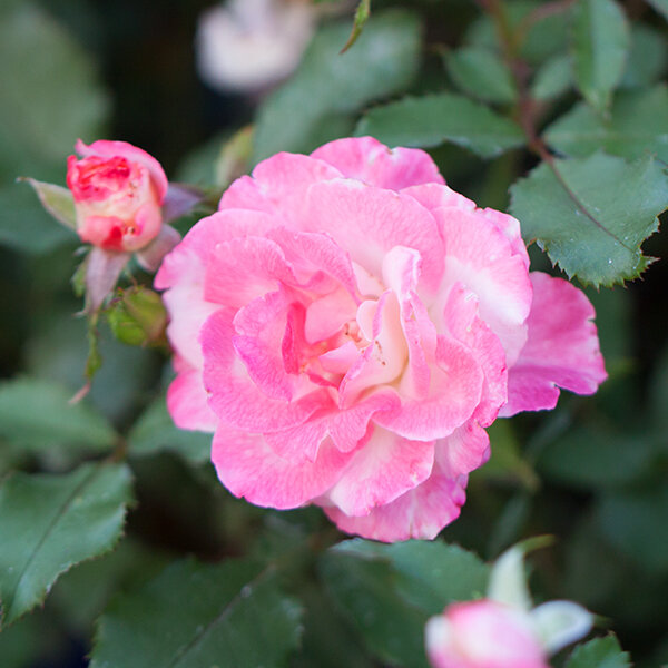 3222170_ruza_abigaile_01