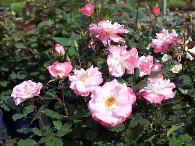 3222170_ruza_abigaile_03