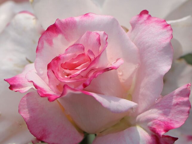 3222170_ruza_abigaile_04