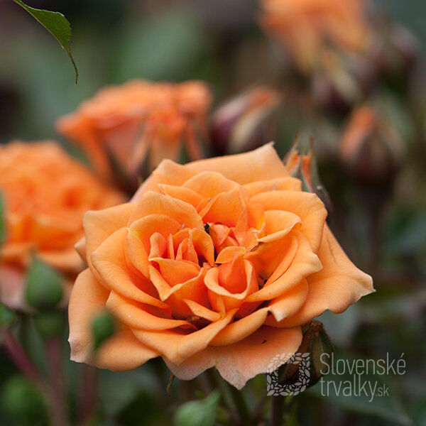 3222137_ruza_clementine_4l-_tantau_01