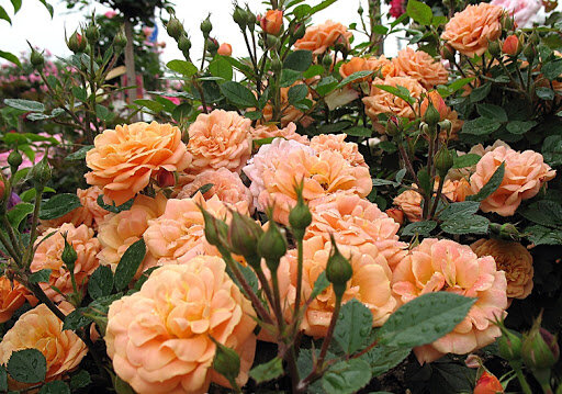 3222137_ruza_clementine_4l-_tantau_02