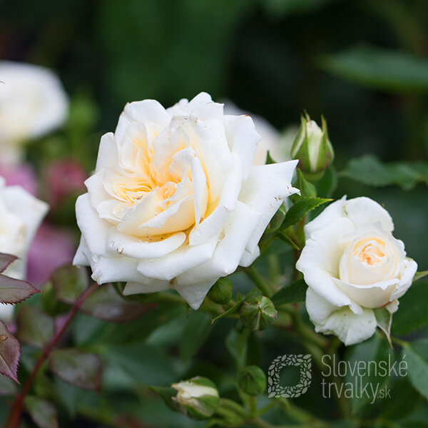 6212146_ruza_honeymilk_02