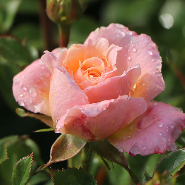 3212423_ruza_peach_clementine_02