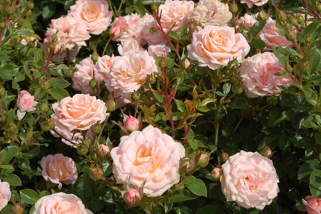 3212423_ruza_peach_clementine_03