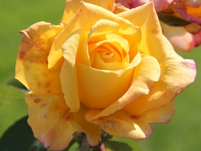 6212964_ruza_canary_02