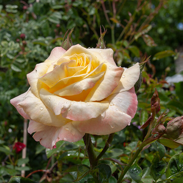 6212964_ruza_canary_04