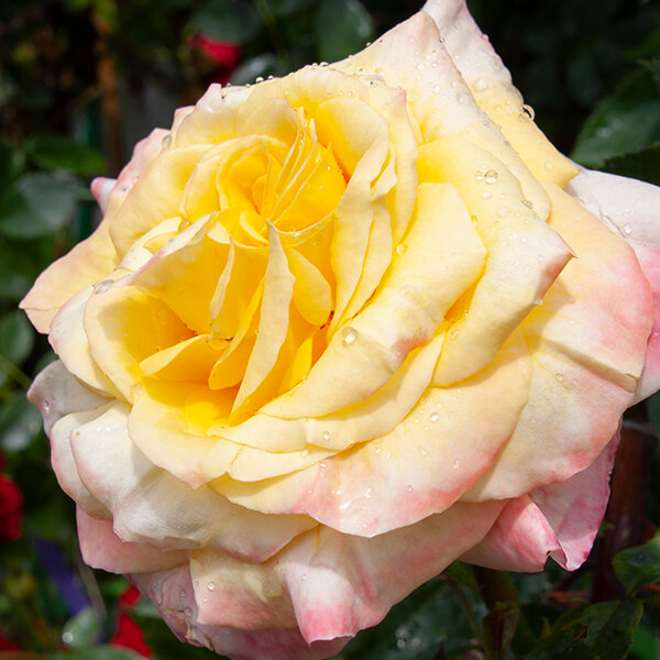 6212964_ruza_canary_05