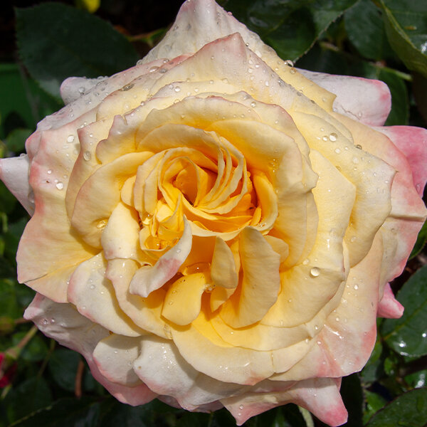 6212964_ruza_canary_06