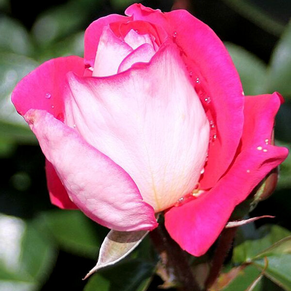 8213102_ruza_heimatmelodie_01