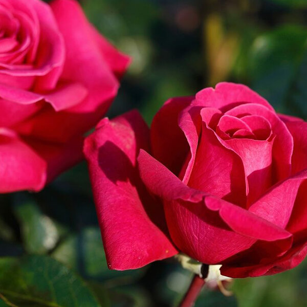 3212445_ruza_hot_lady_01