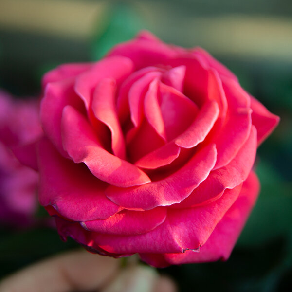 3212445_ruza_hot_lady_02