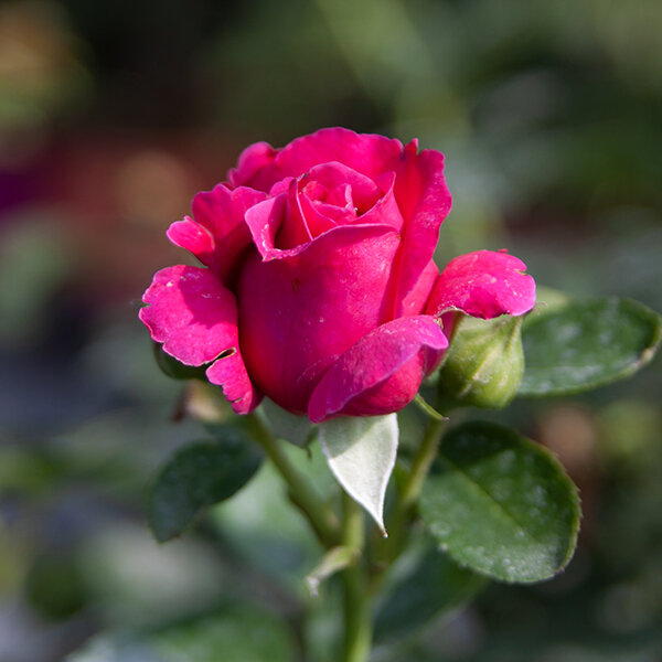 3212445_ruza_hot_lady_03