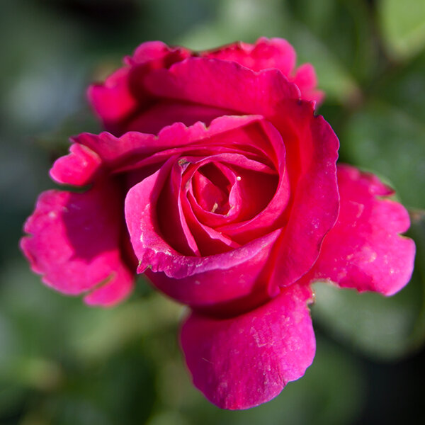 3212445_ruza_hot_lady_04