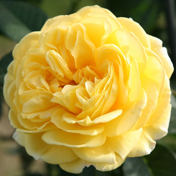 3232147_ruza_inka_01