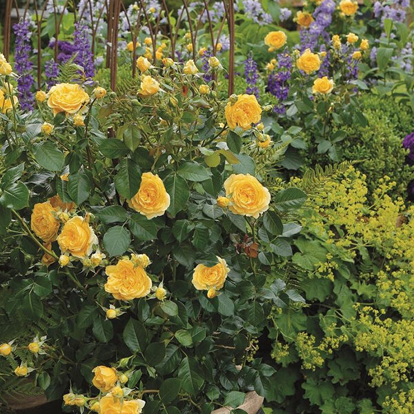 3232147_ruza_inka_02