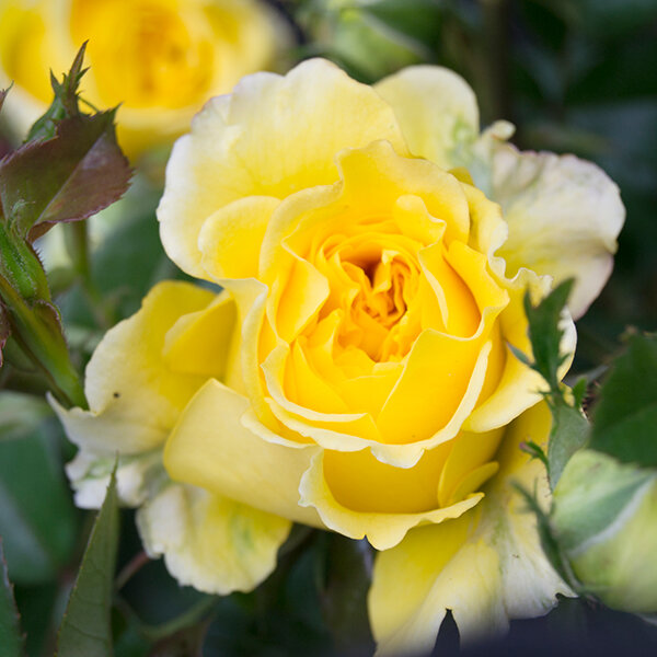 3232147_ruza_inka_03