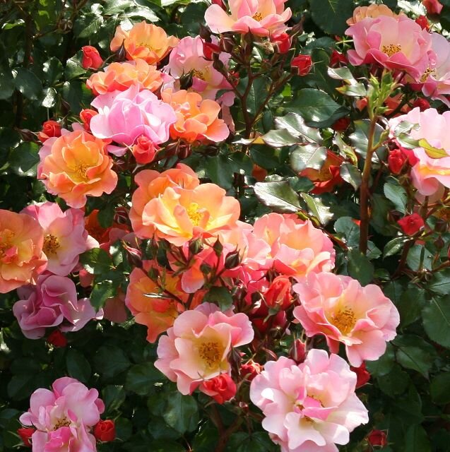 2253342_ruza_jazz_01