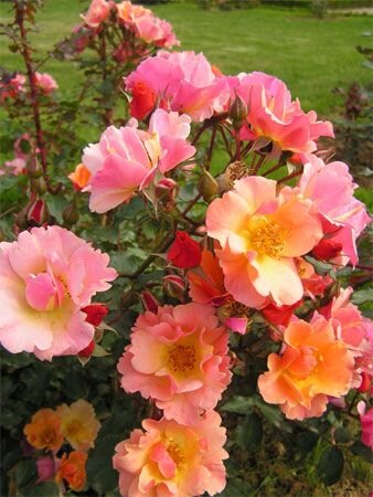 2253342_ruza_jazz_02