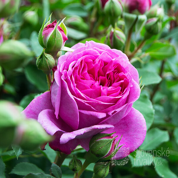 2252151_ruza_lilac_topaz_01