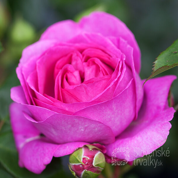 2252151_ruza_lilac_topaz_02