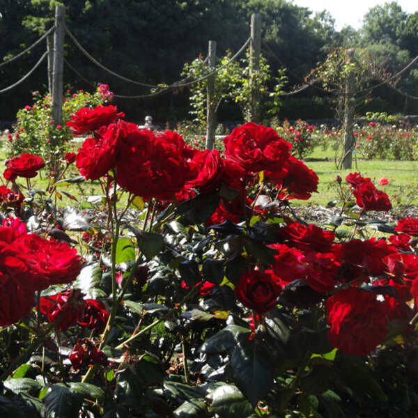 3212430_ruza_mildred_scheel_02